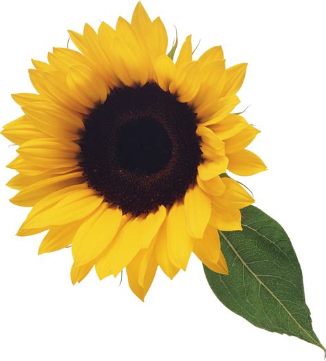 clipart sunflower png|free sunflower png transparent background.